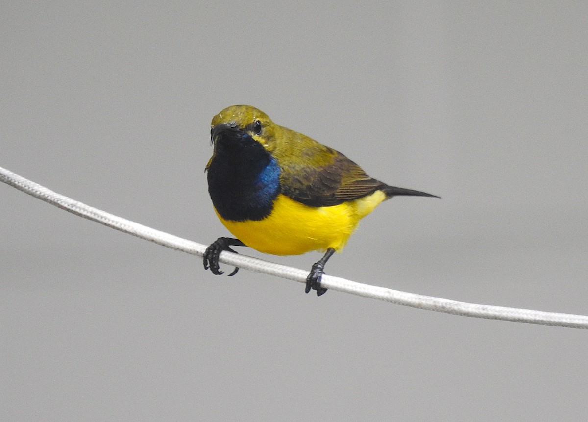 Sahul Sunbird - ML645179060