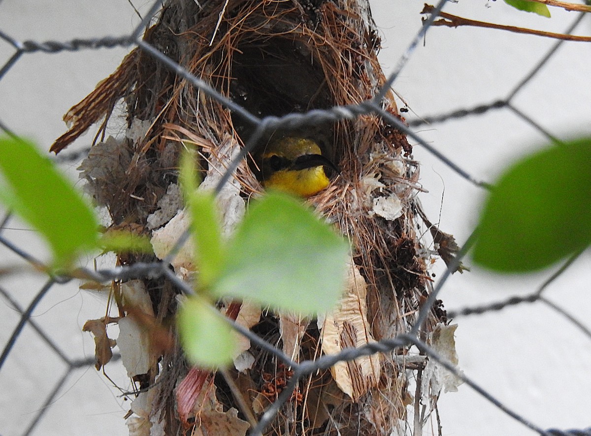 Sahul Sunbird - ML645179062