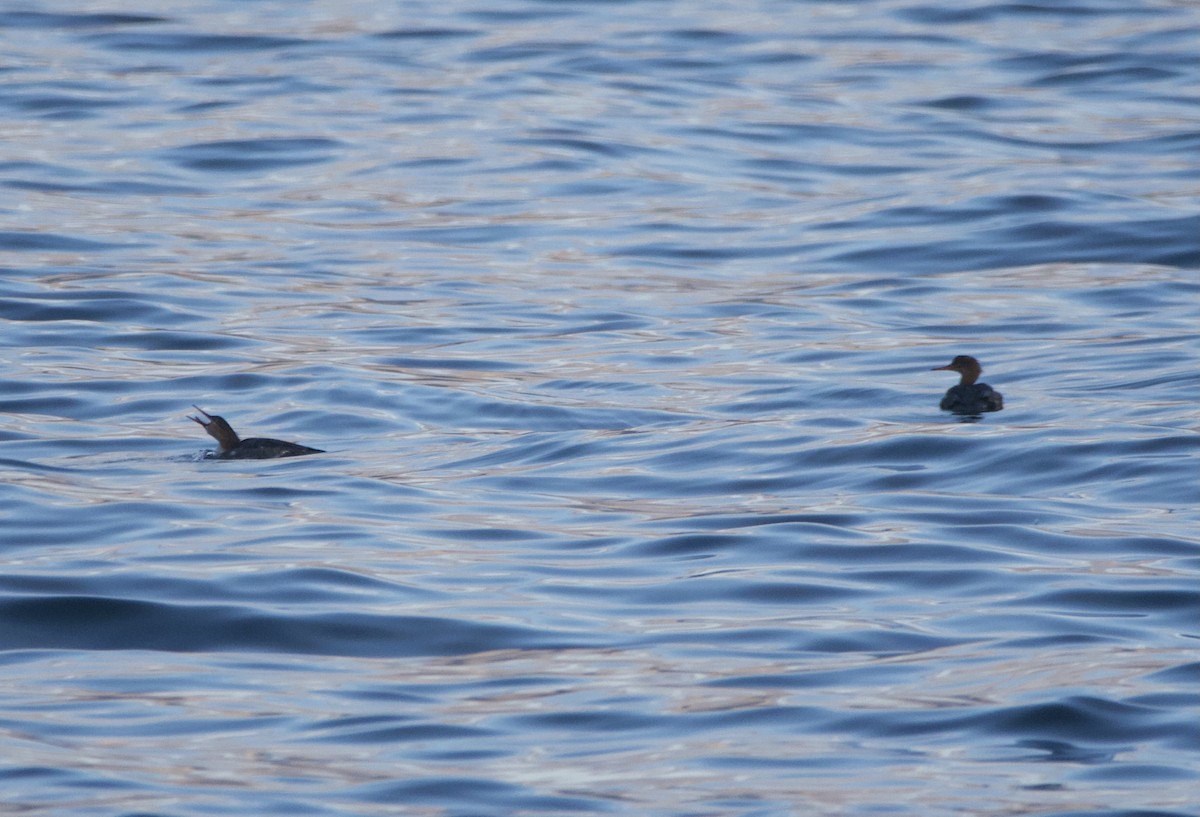 Red-breasted Merganser - ML645179063