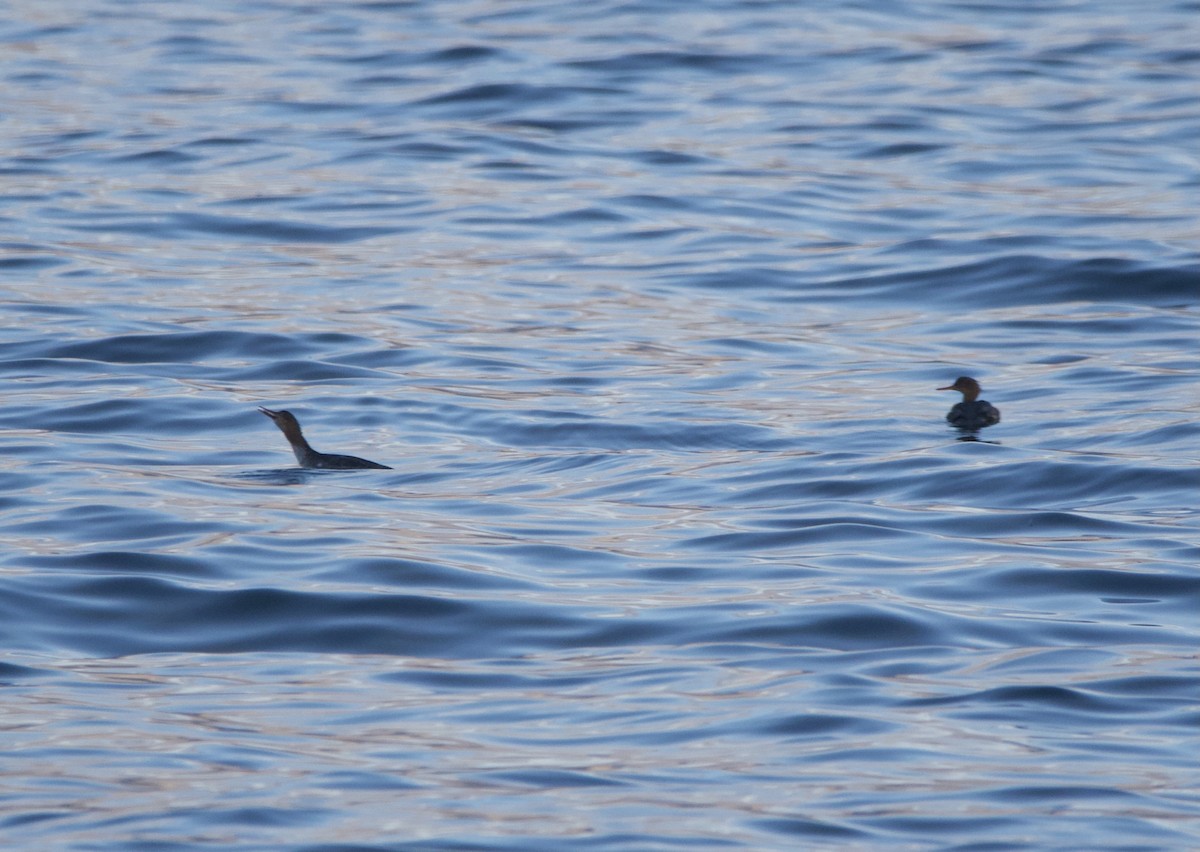 Red-breasted Merganser - ML645179064