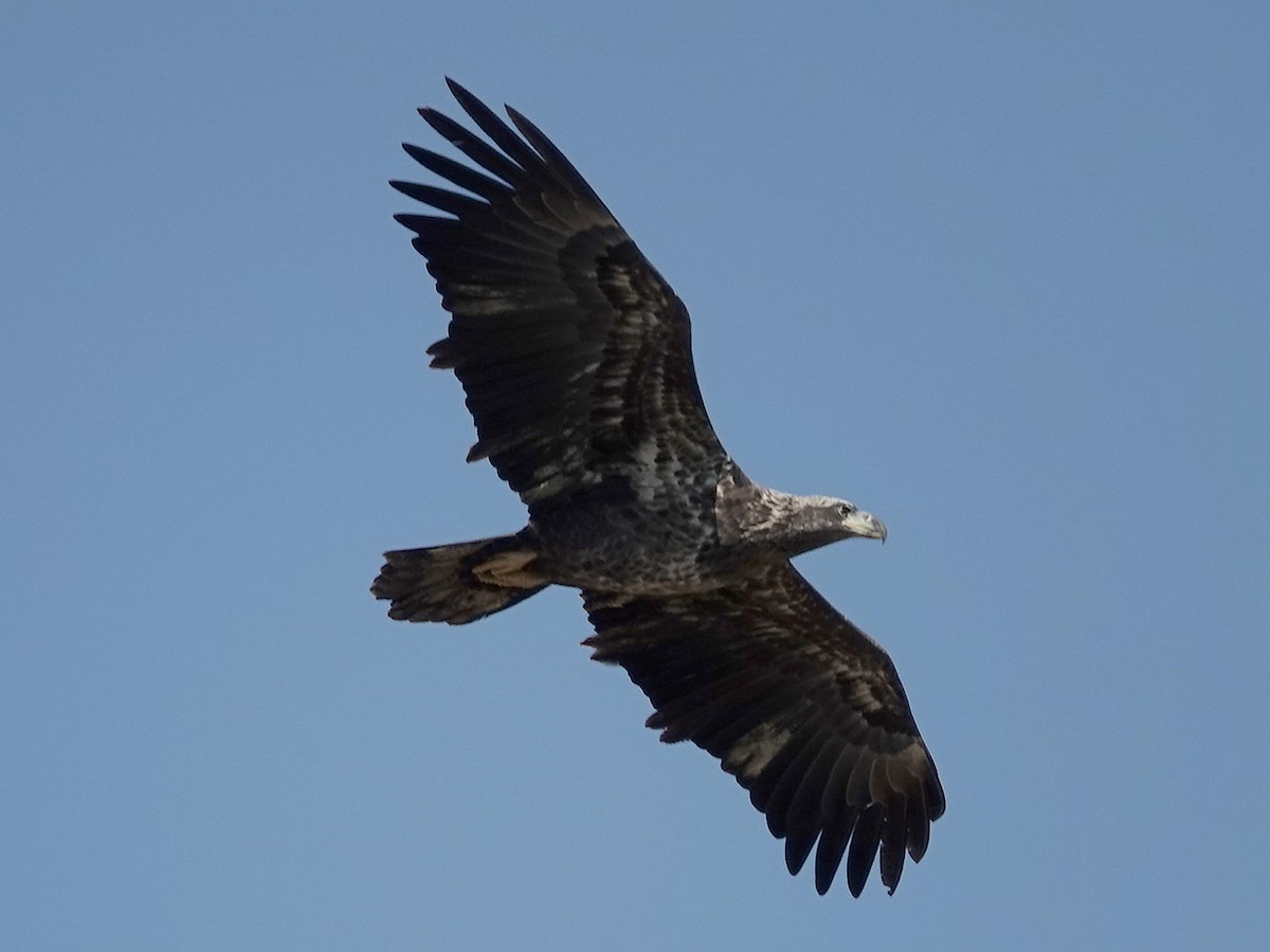 Itsas arrano buruzuria - ML645179066