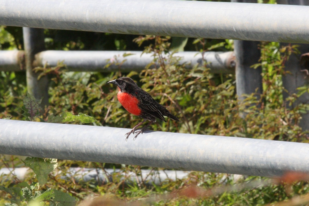 Red-breasted Meadowlark - ML645179072