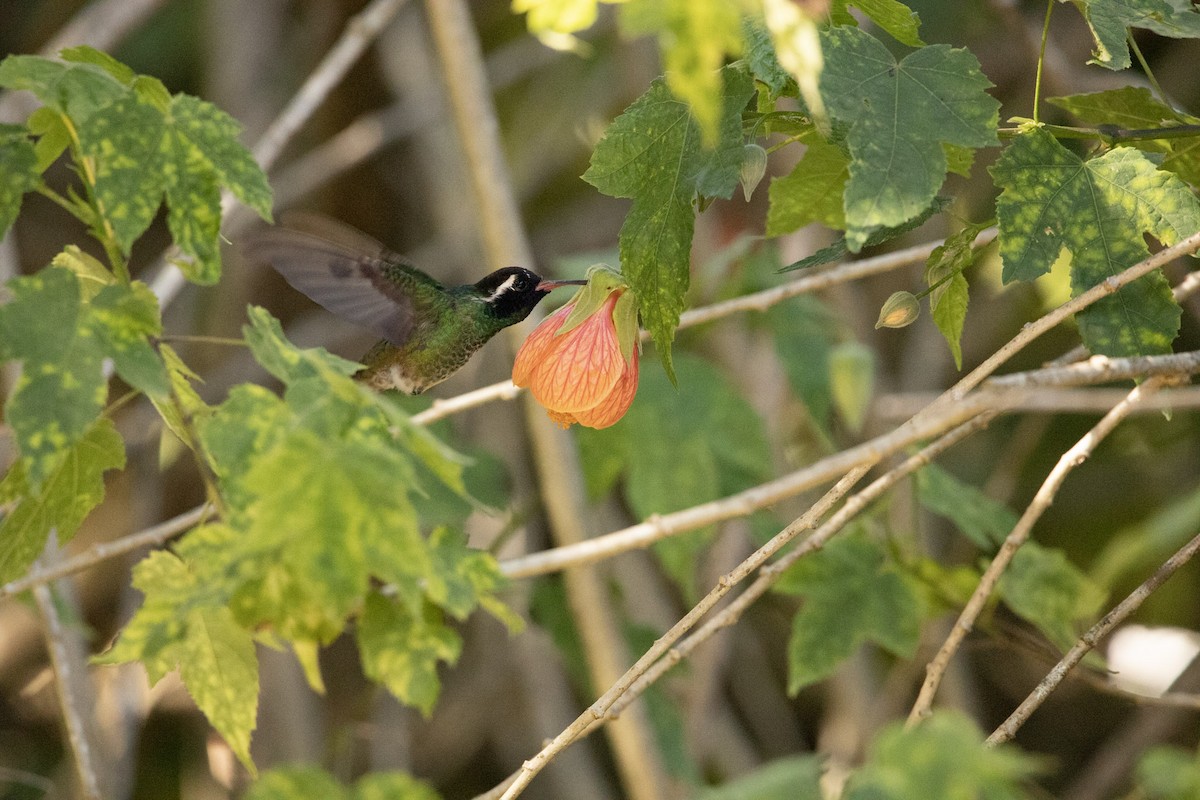 White-eared Hummingbird - ML645179077