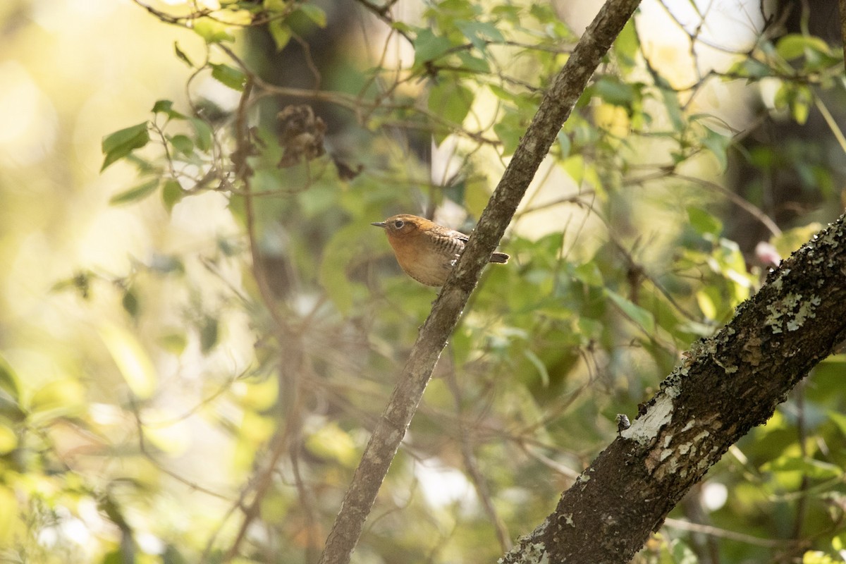 Rufous-browed Wren - ML645179093