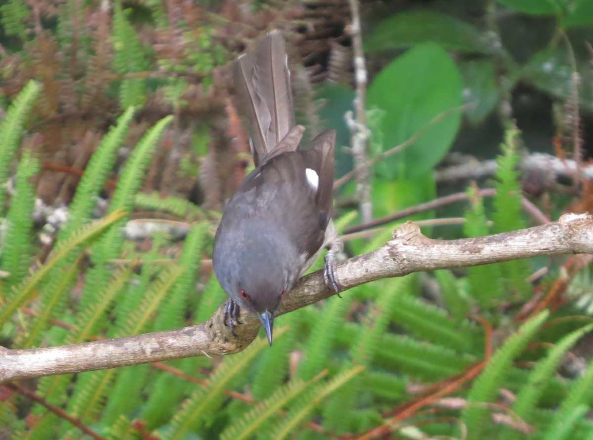 Long-tailed Sibia - ML645179095