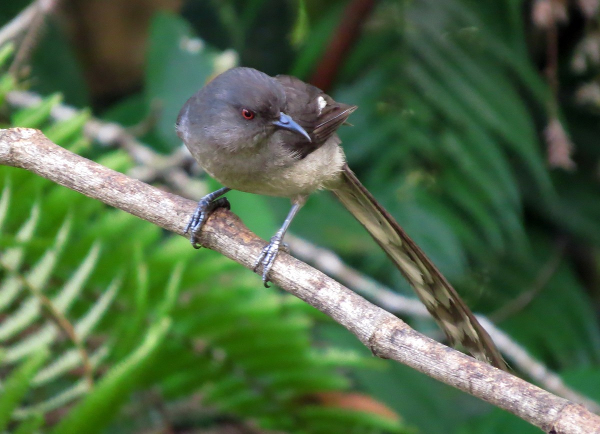 Long-tailed Sibia - ML645179096