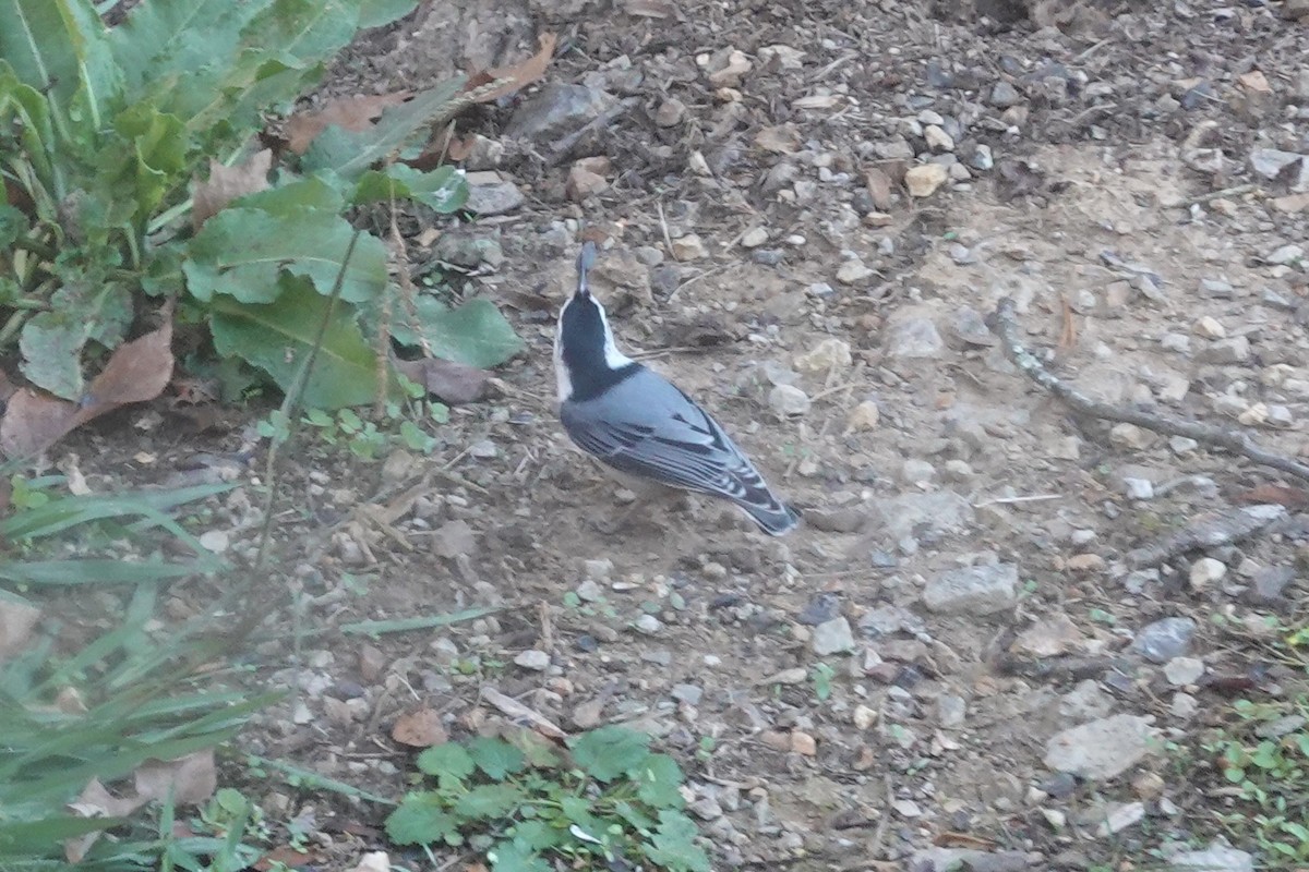 White-breasted Nuthatch - ML645179097