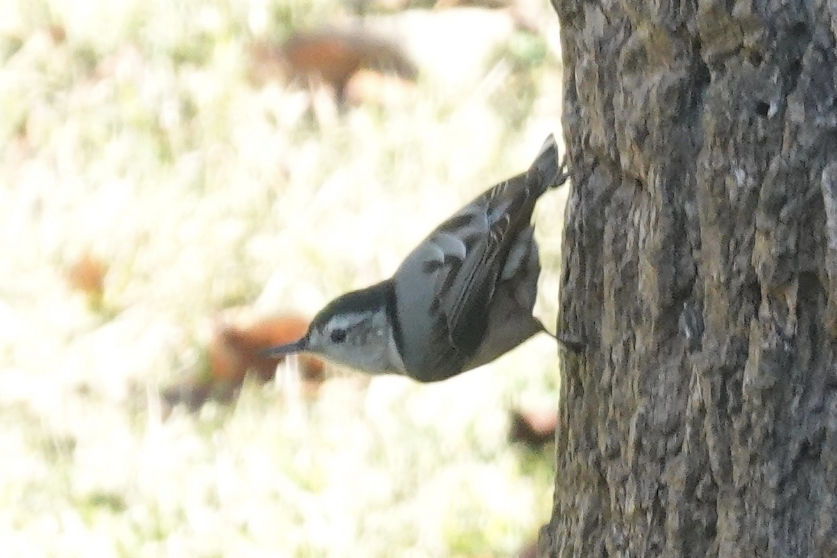 White-breasted Nuthatch - ML645179098