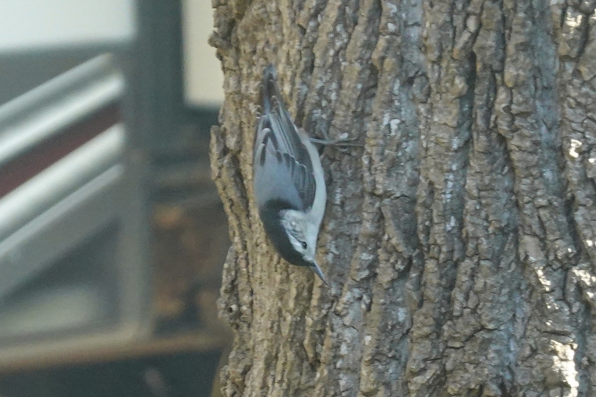 White-breasted Nuthatch - ML645179099