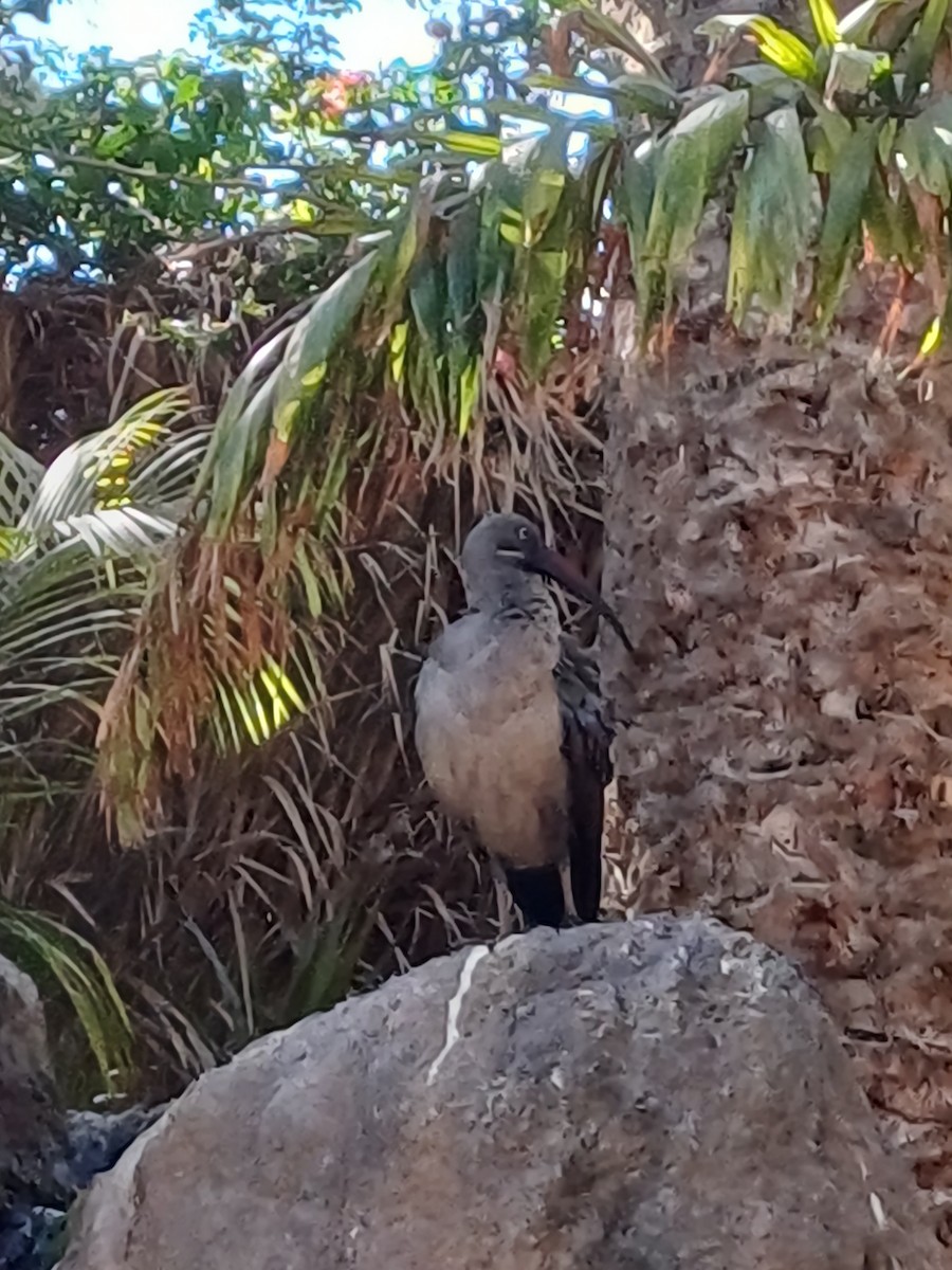 Hadada Ibis - ML645179114