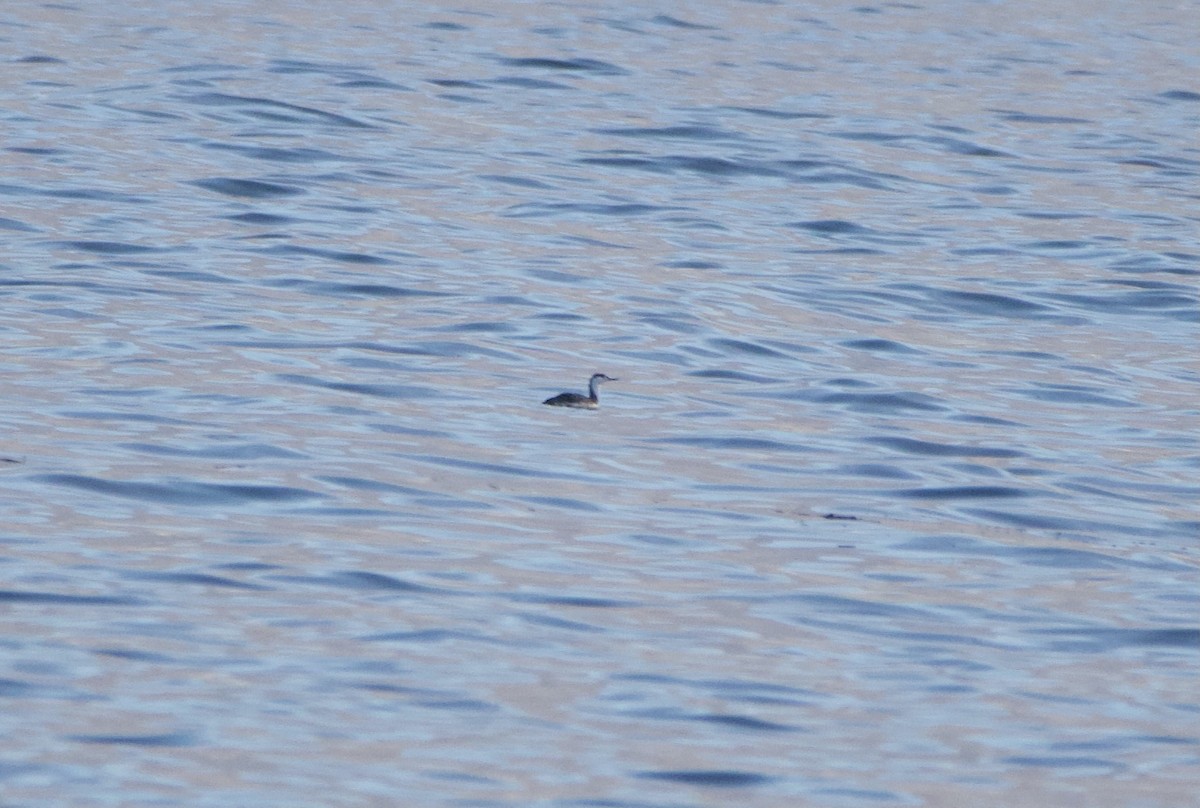 Red-throated Loon - ML645179125
