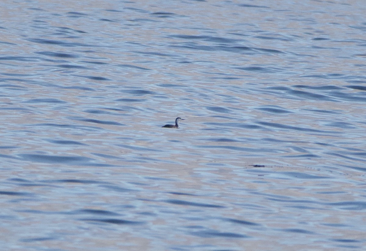 Red-throated Loon - ML645179126