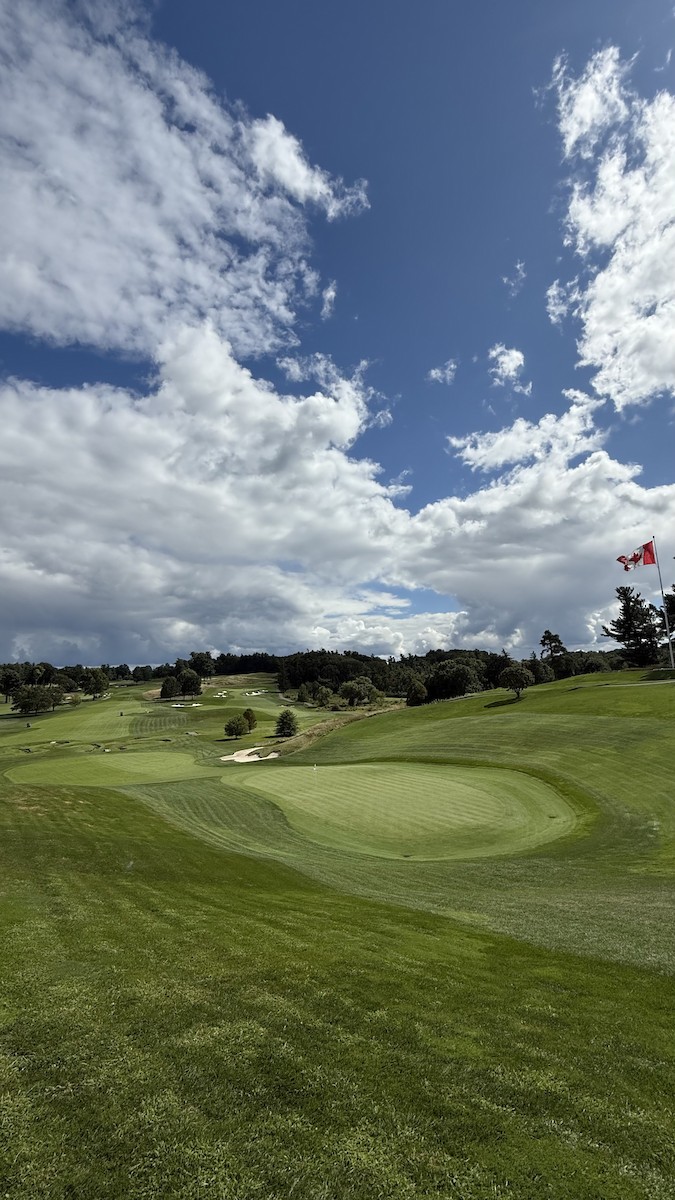 Itsas arrano buruzuria - ML645179135