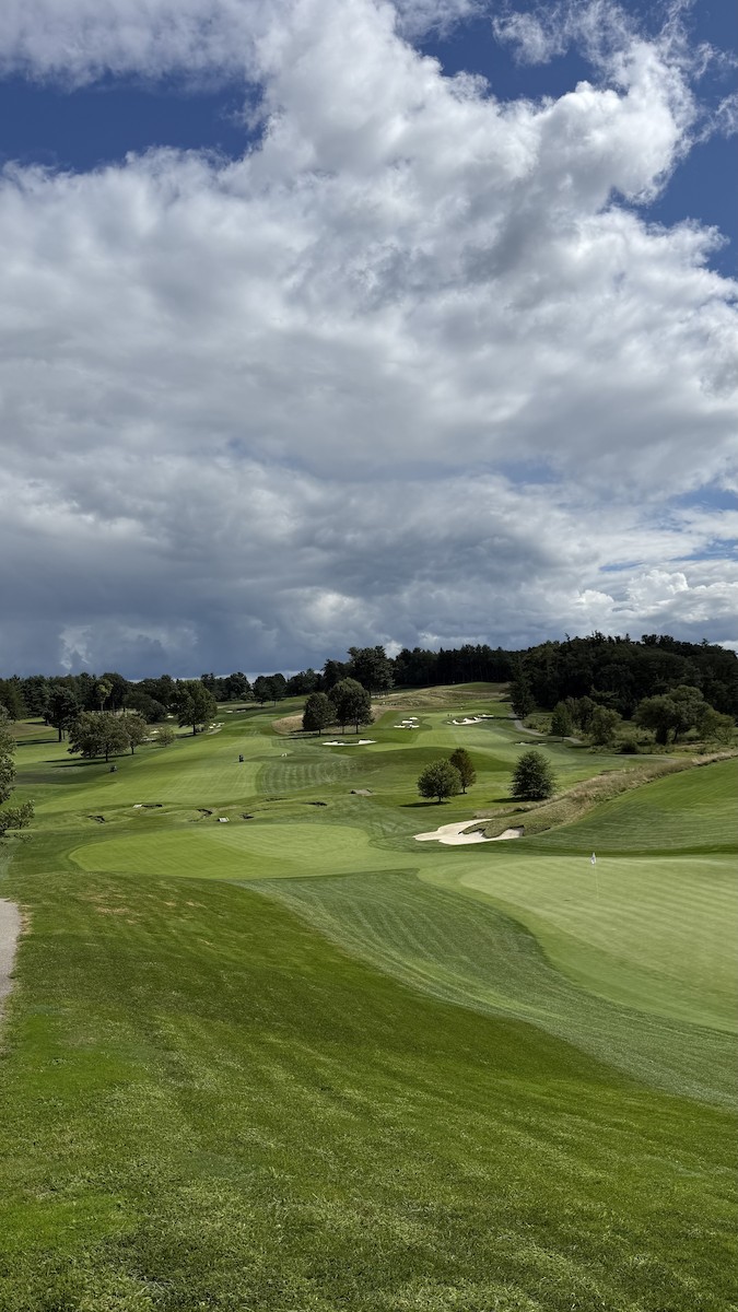 Itsas arrano buruzuria - ML645179136