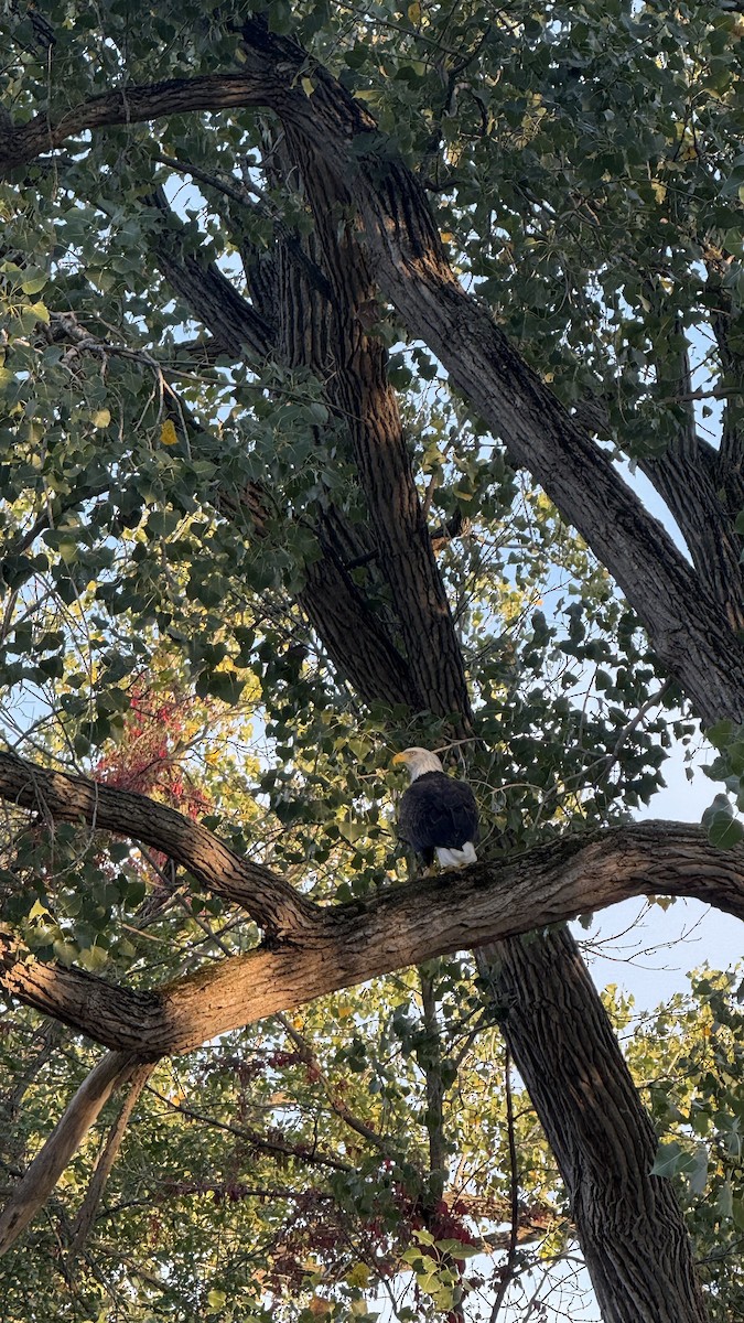 Itsas arrano buruzuria - ML645179137