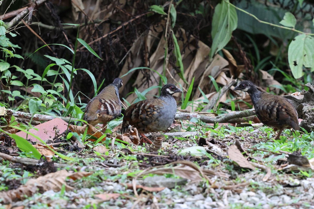 Malayan Partridge - ML645179138