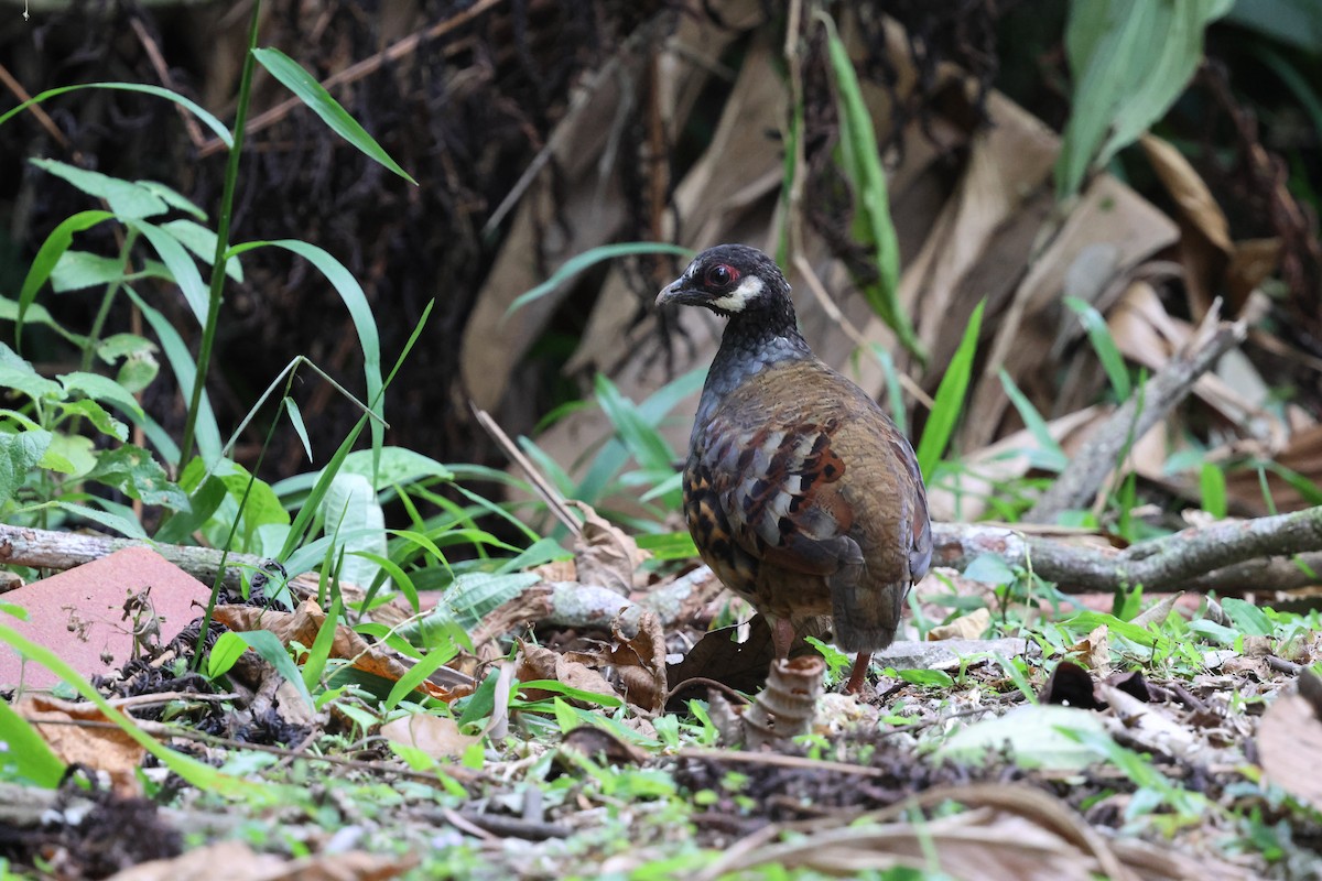 Malayan Partridge - ML645179139
