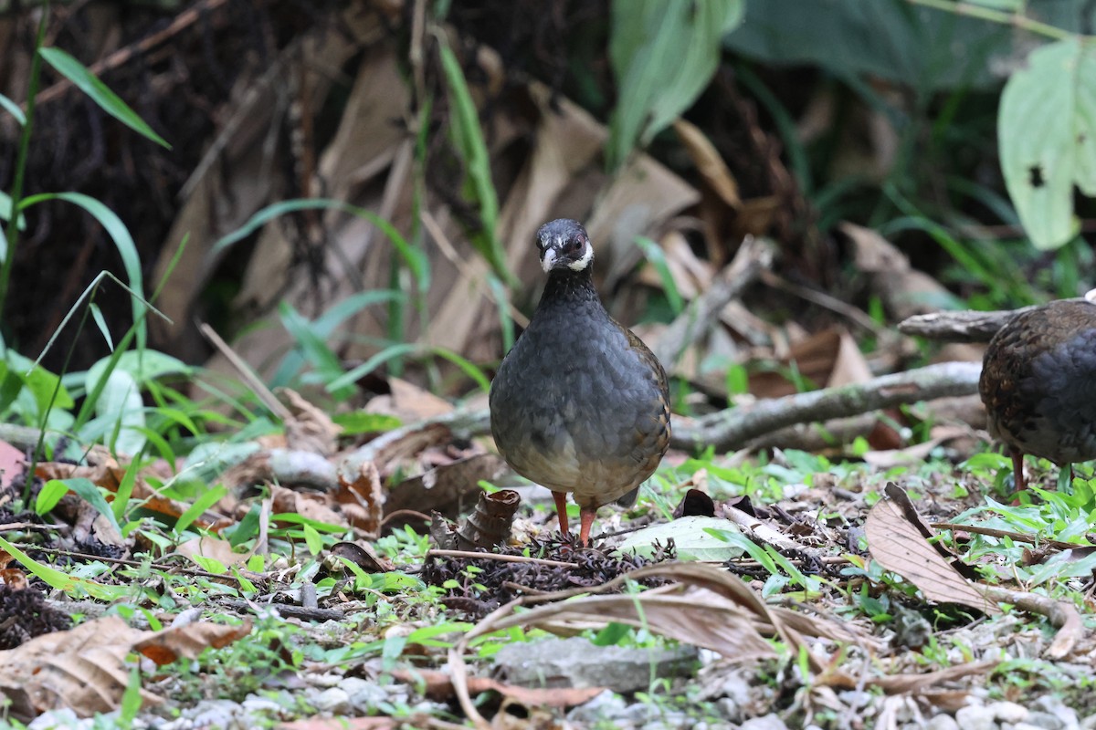 Malayan Partridge - ML645179140