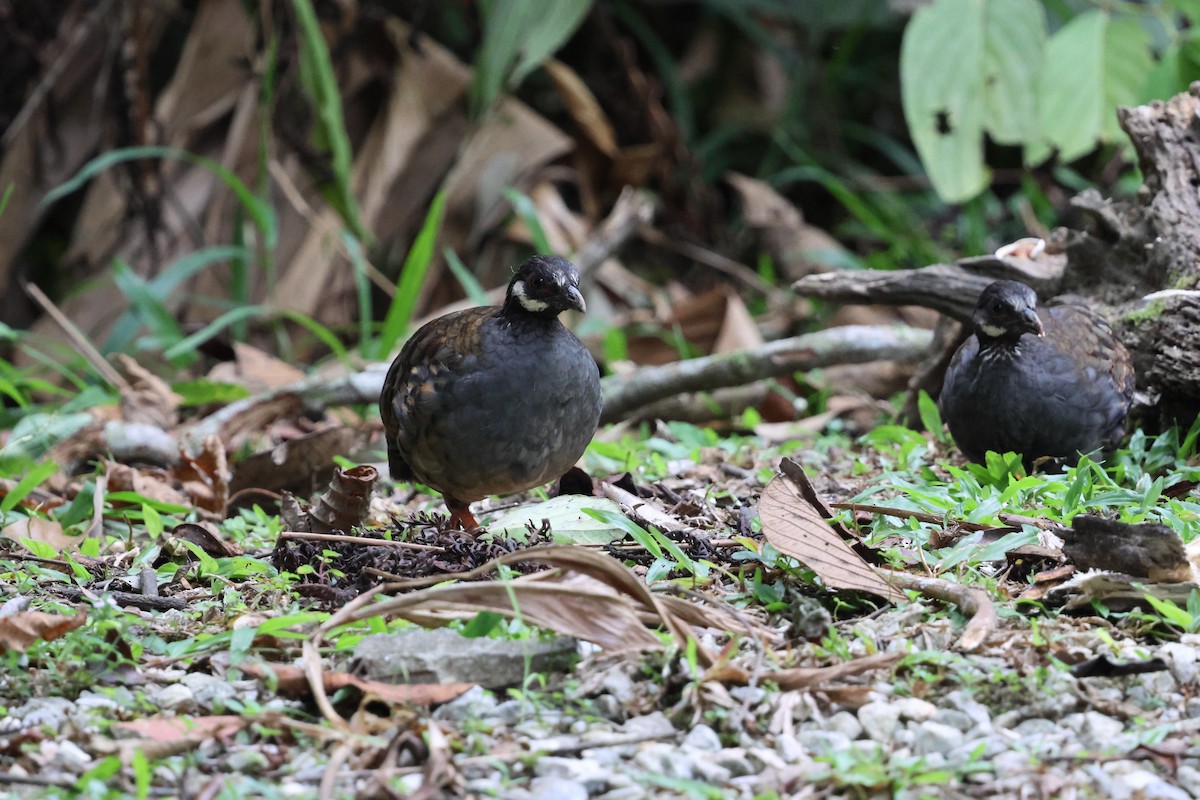Malayan Partridge - ML645179141