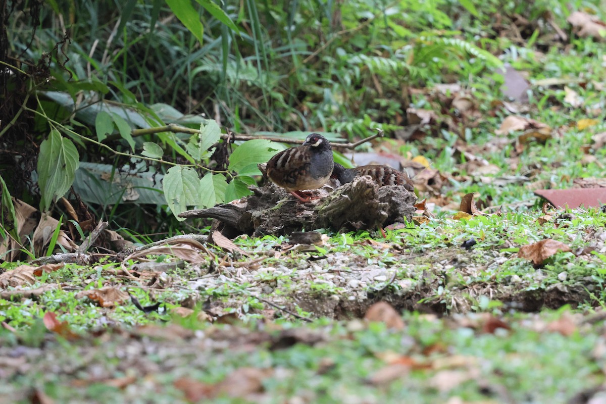 Malayan Partridge - ML645179142