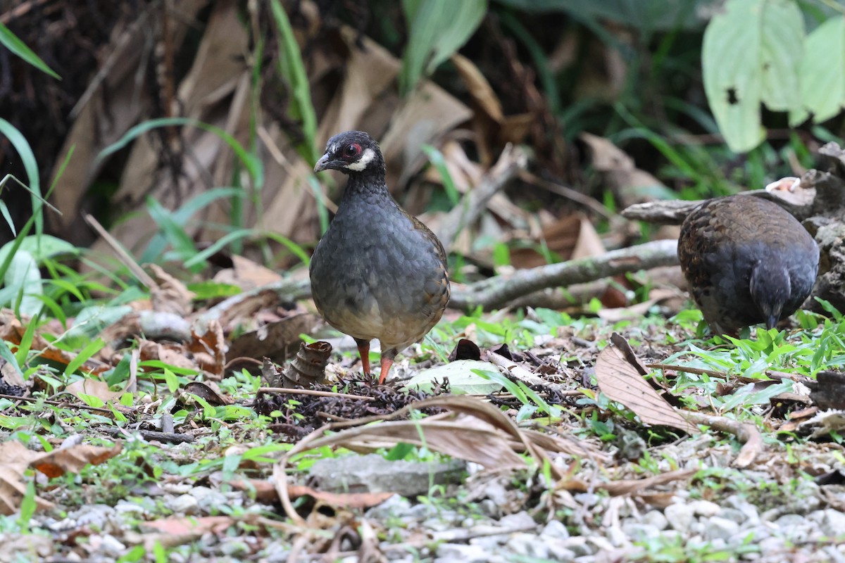 Malayan Partridge - ML645179143
