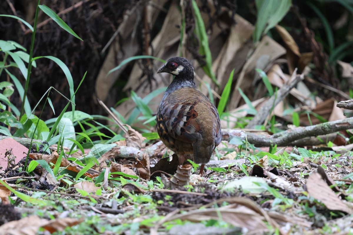 Malayan Partridge - ML645179144