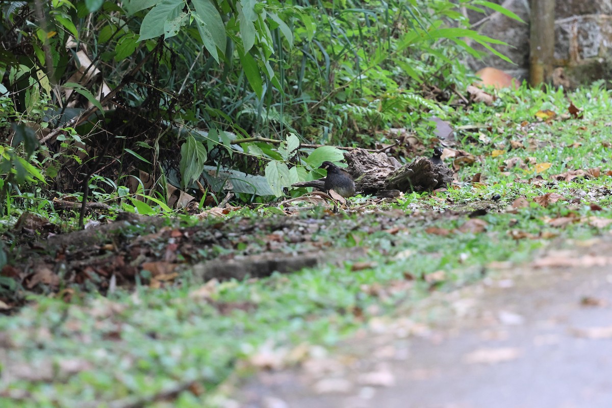 Malayan Partridge - ML645179145