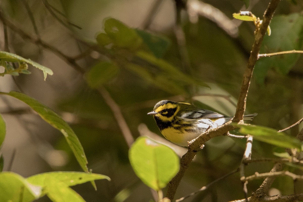 Townsend's Warbler - ML645179146