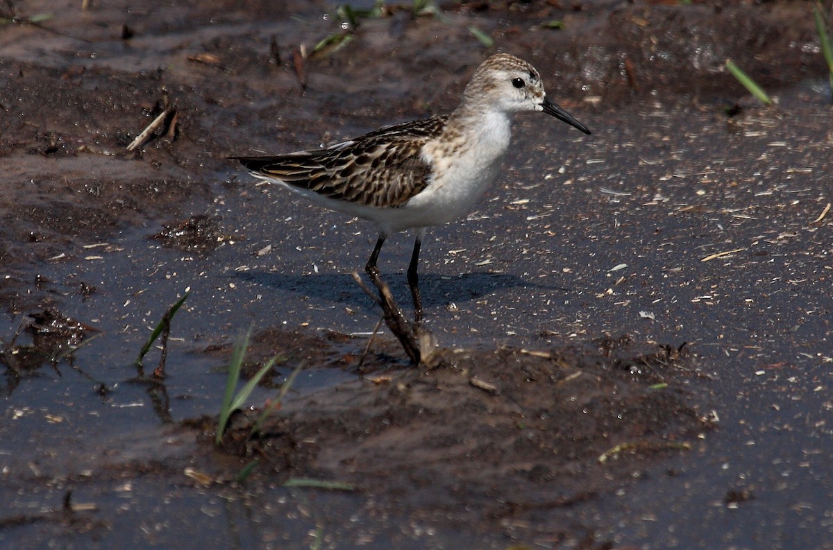 Little Stint - ML645179147
