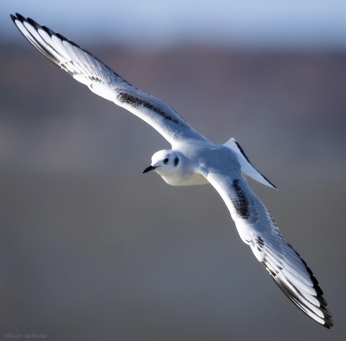 Bonaparte's Gull - ML645179154