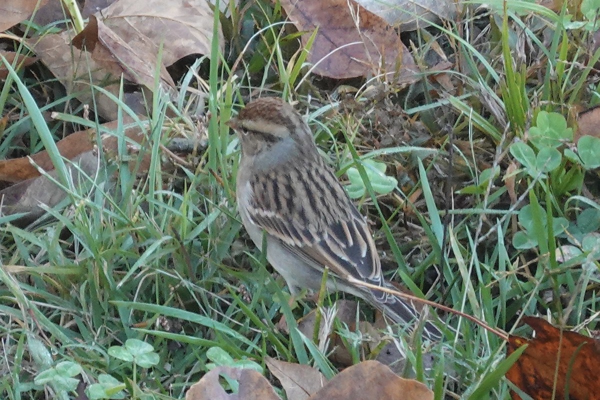 Chipping Sparrow - ML645179158