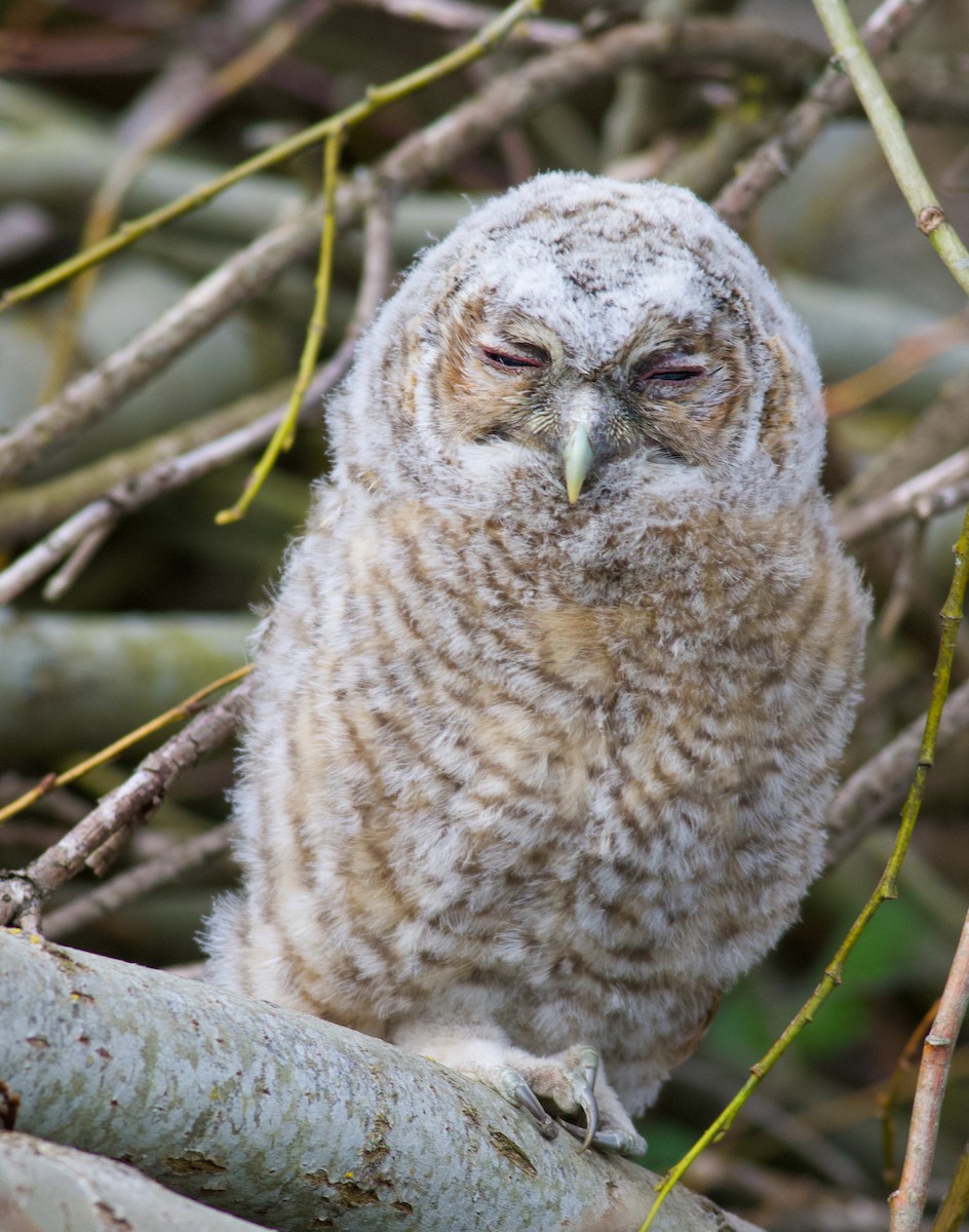 Chouette hulotte - ML645179160