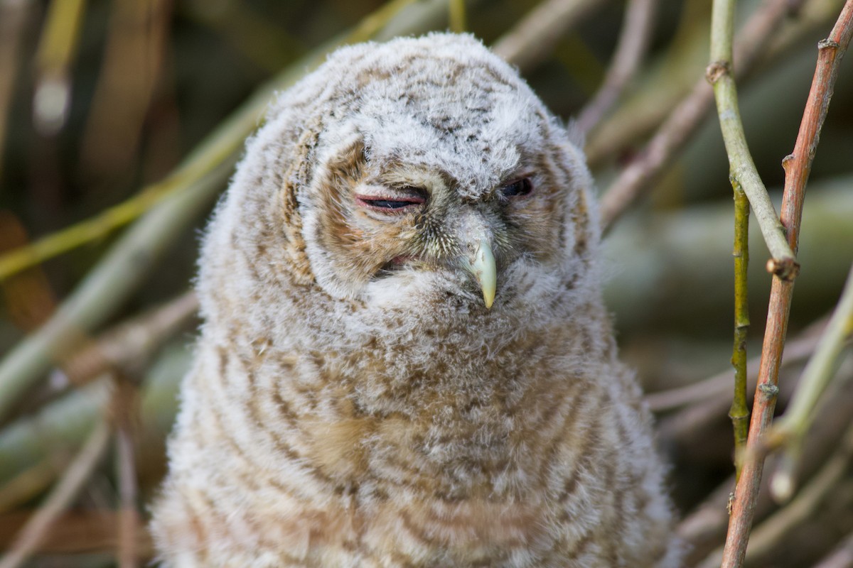 Chouette hulotte - ML645179161