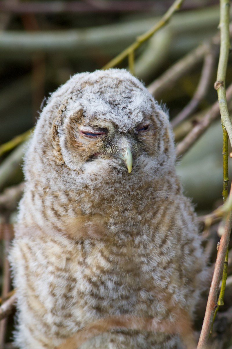 Chouette hulotte - ML645179162