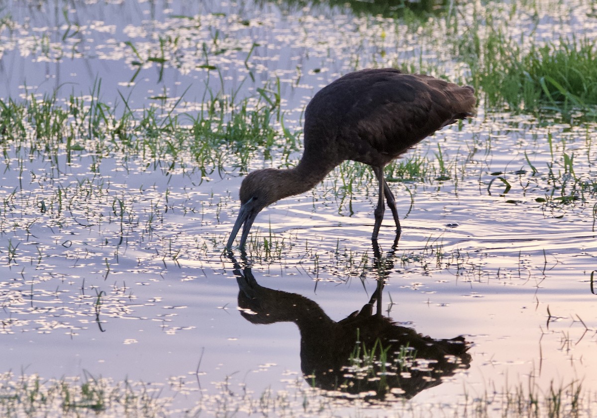 Glossy Ibis - ML645179168