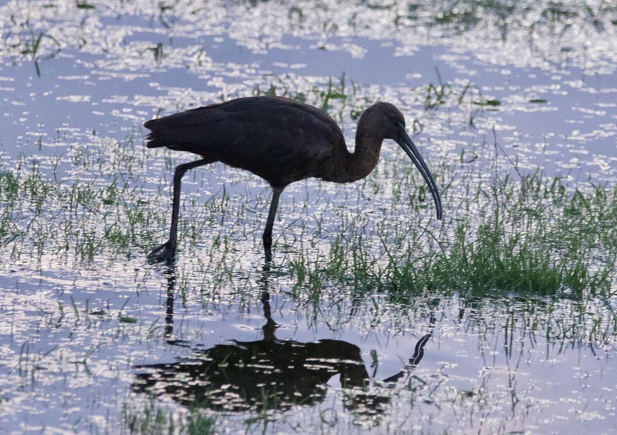 Glossy Ibis - ML645179169