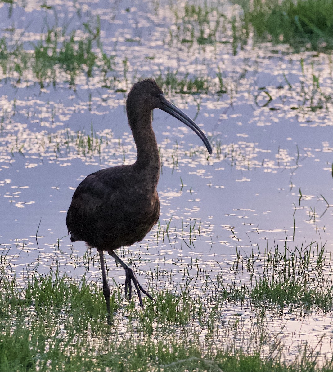 Glossy Ibis - ML645179170