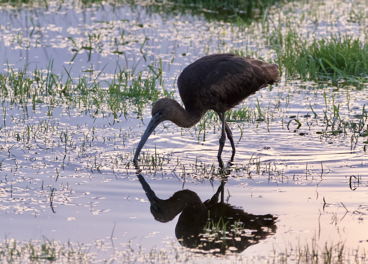 Glossy Ibis - ML645179171