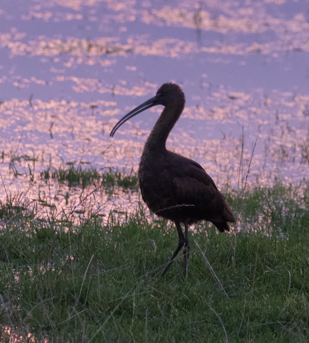 Glossy Ibis - ML645179172