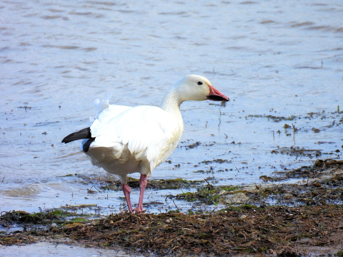 Snow Goose - ML645179177