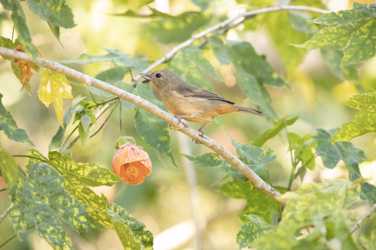 Cinnamon-bellied Flowerpiercer - ML645179184