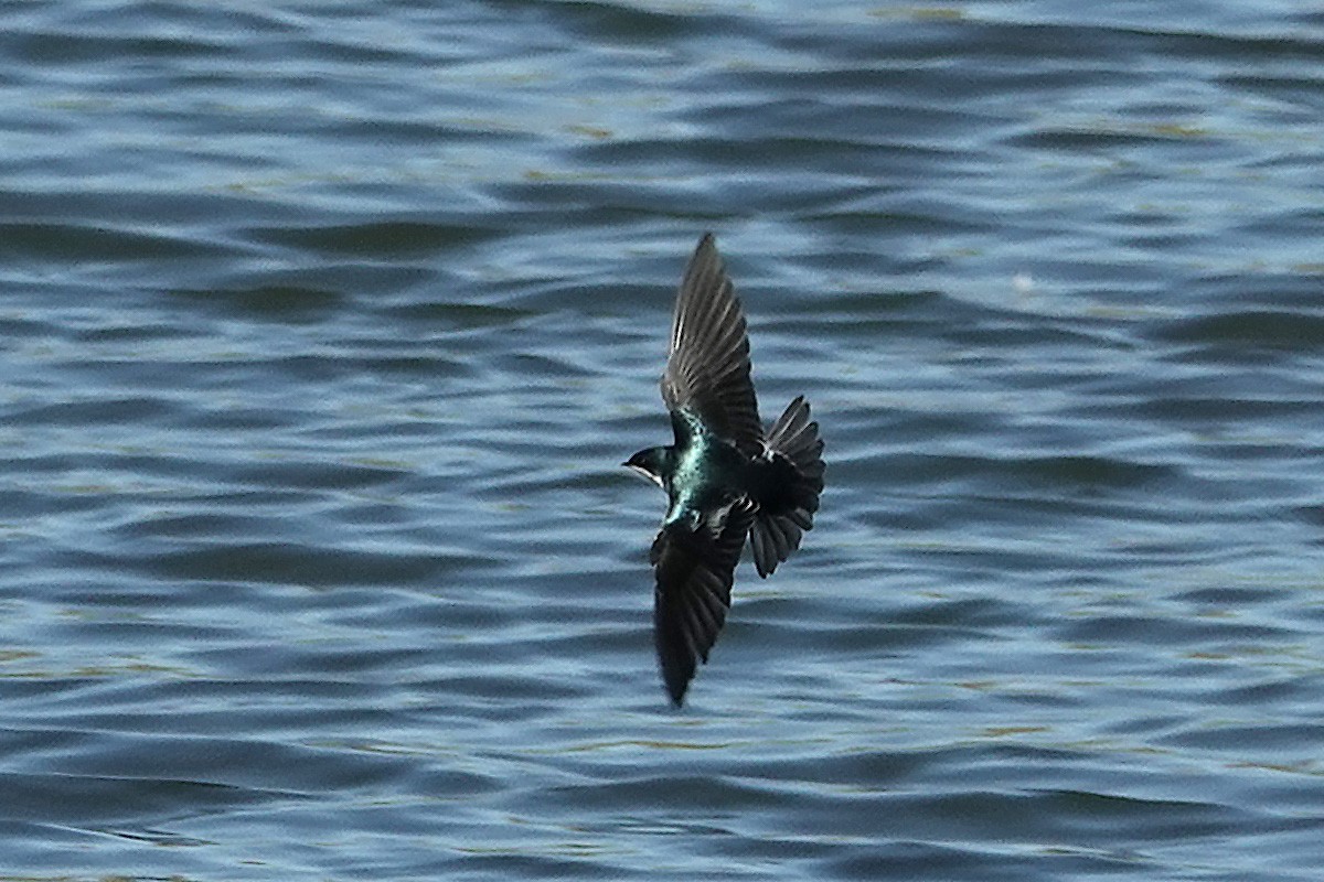 Tree Swallow - ML645179192