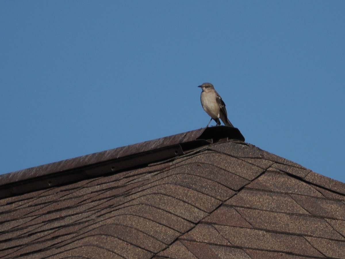 Пересмішник багатоголосий - ML645179193