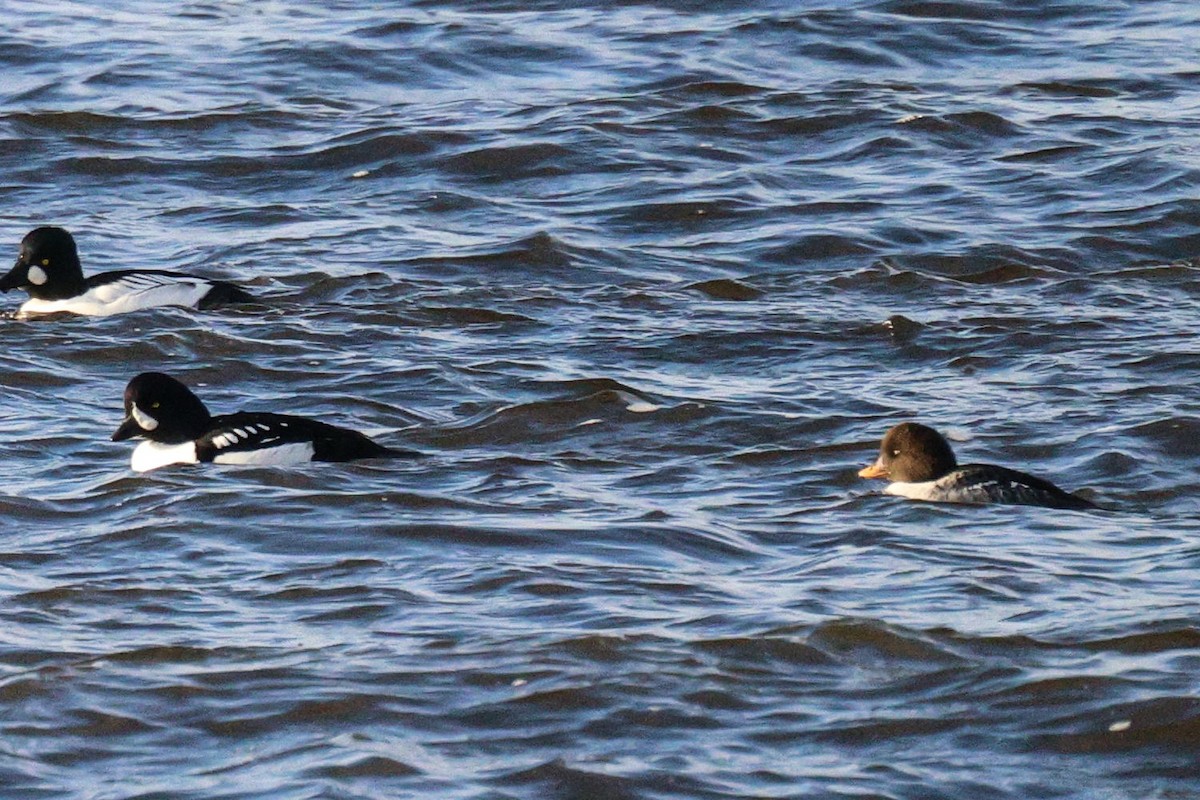 Barrow's Goldeneye - ML645179198