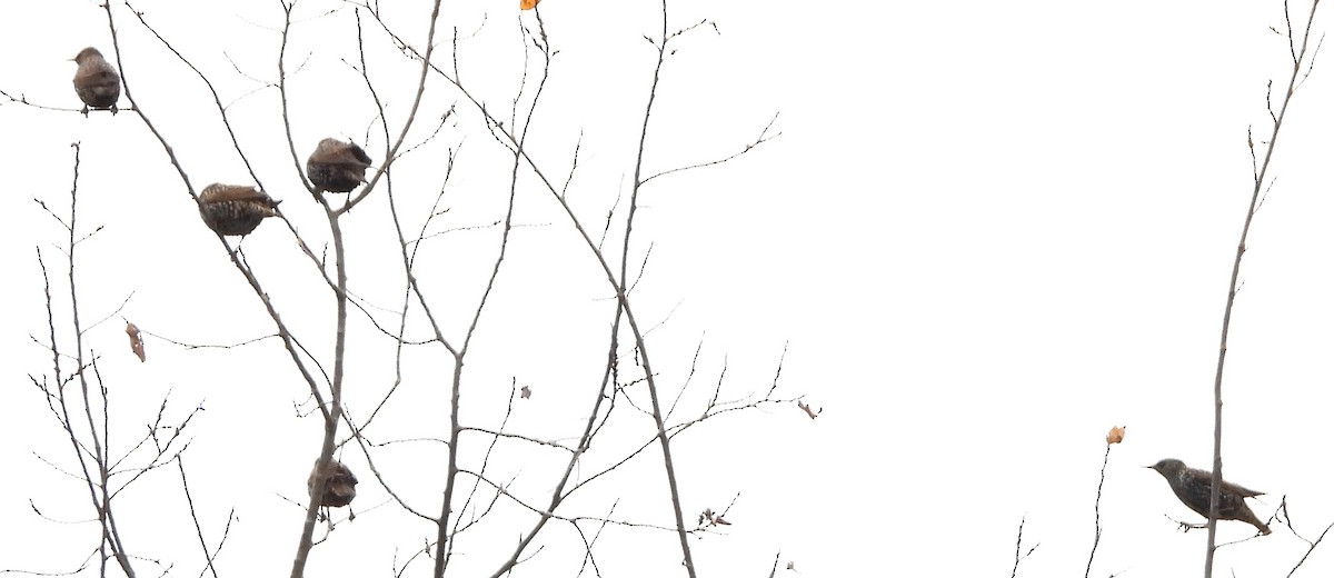 European Starling - ML645179204