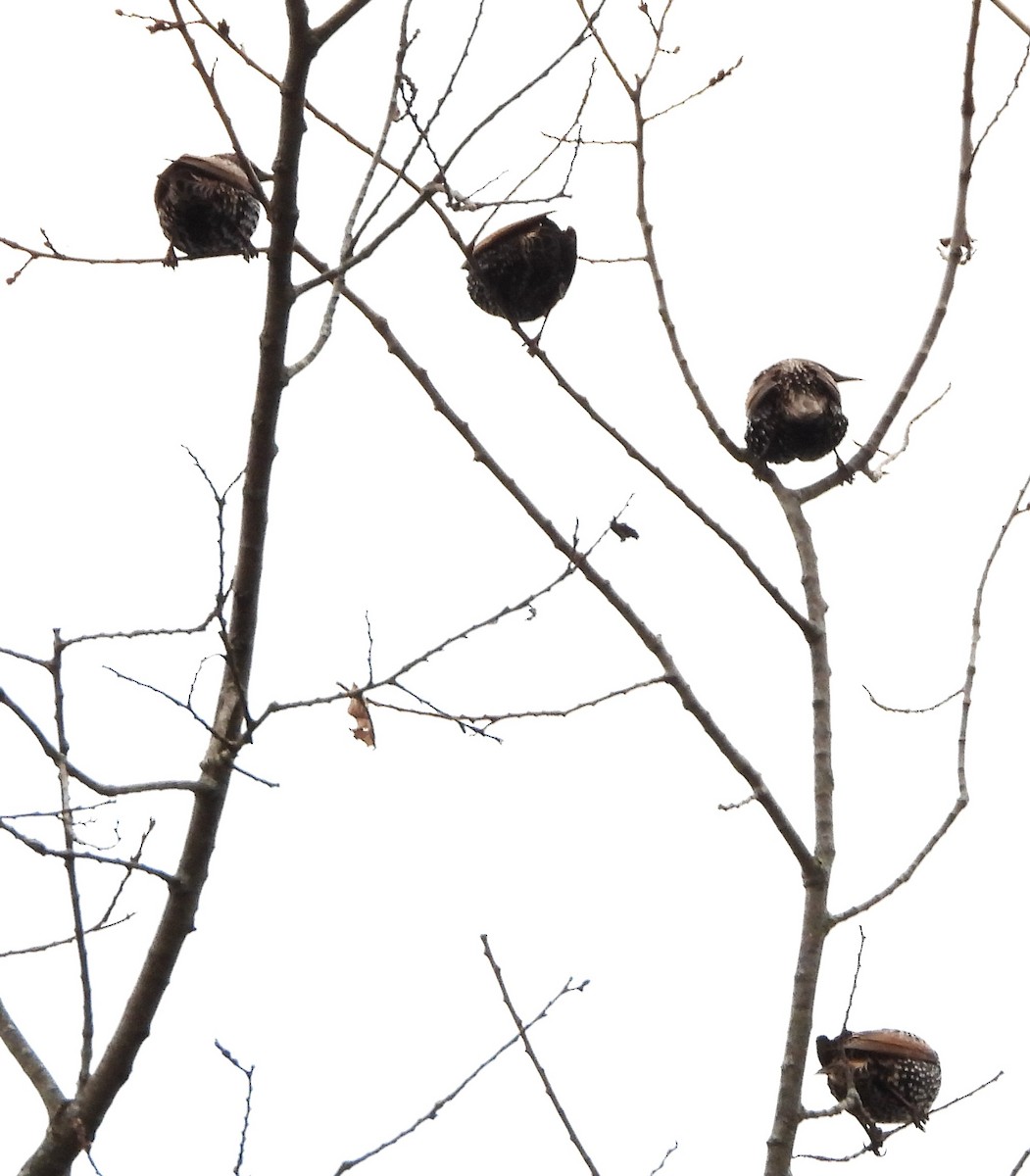 European Starling - ML645179205