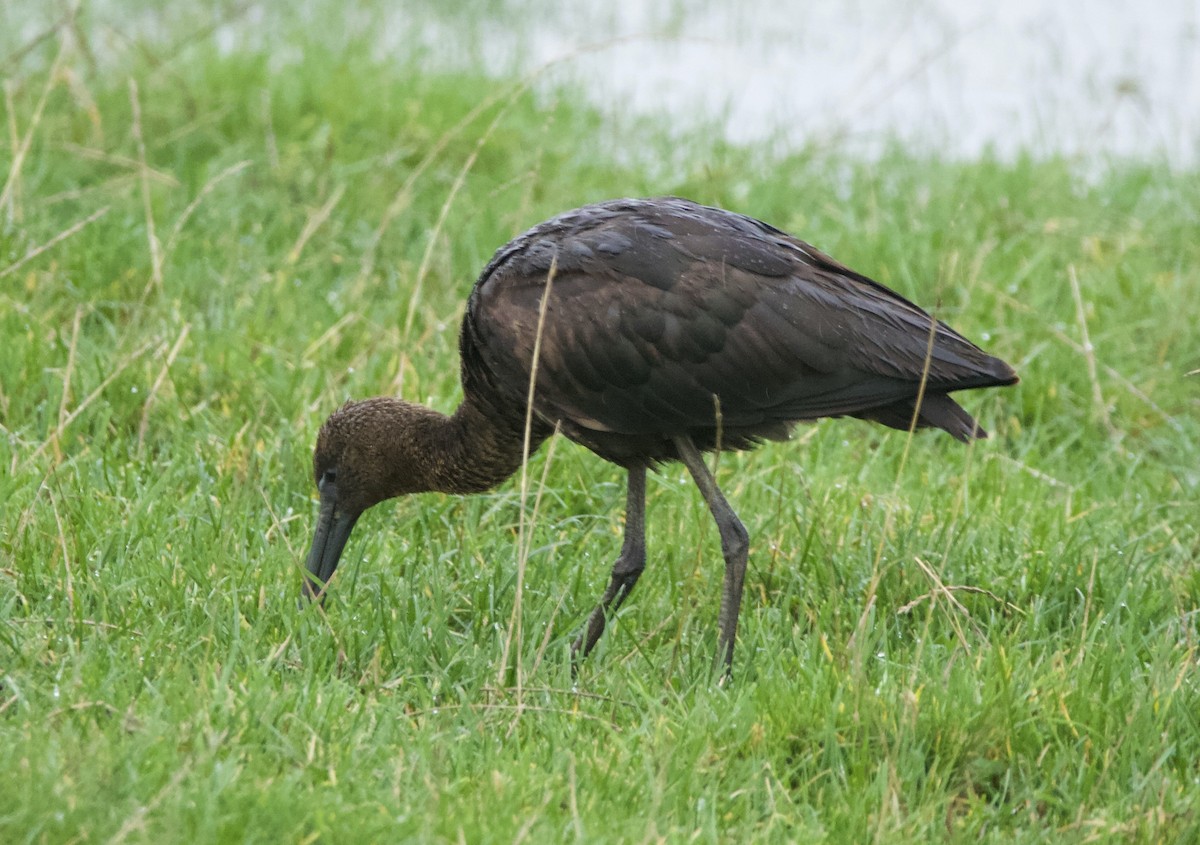 Glossy Ibis - ML645179206