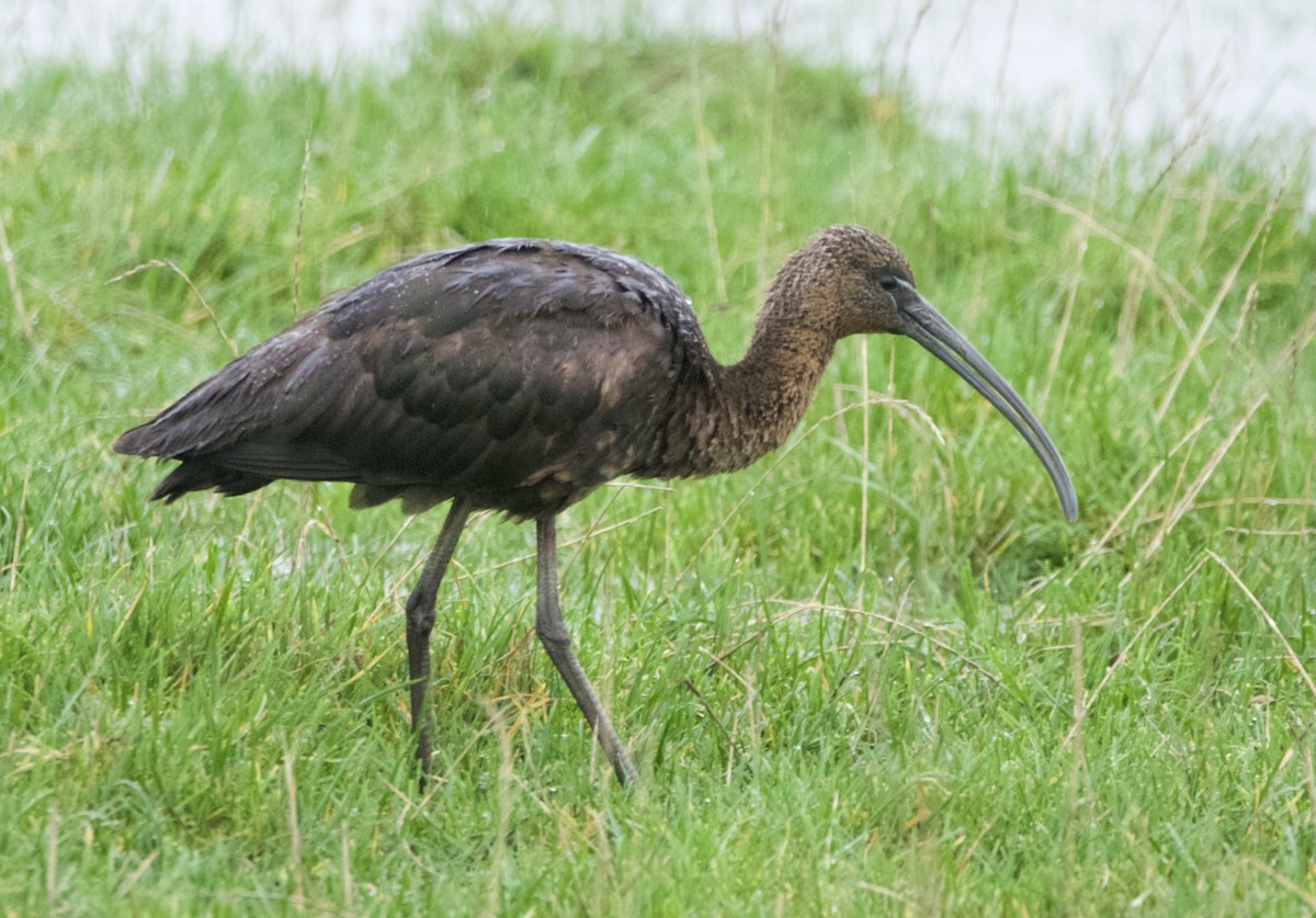 Glossy Ibis - ML645179207