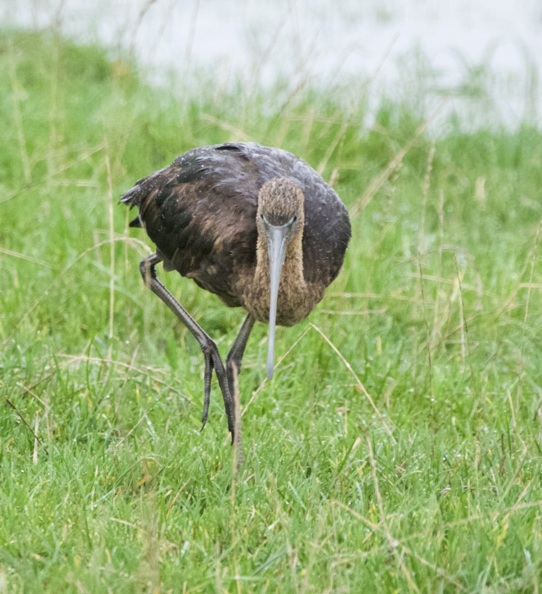 Glossy Ibis - ML645179208