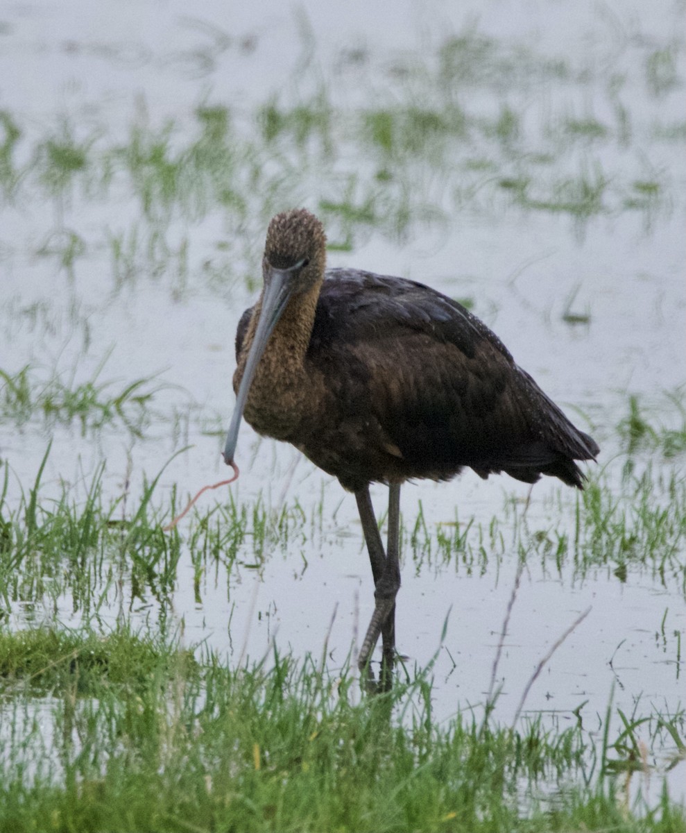 Glossy Ibis - ML645179209